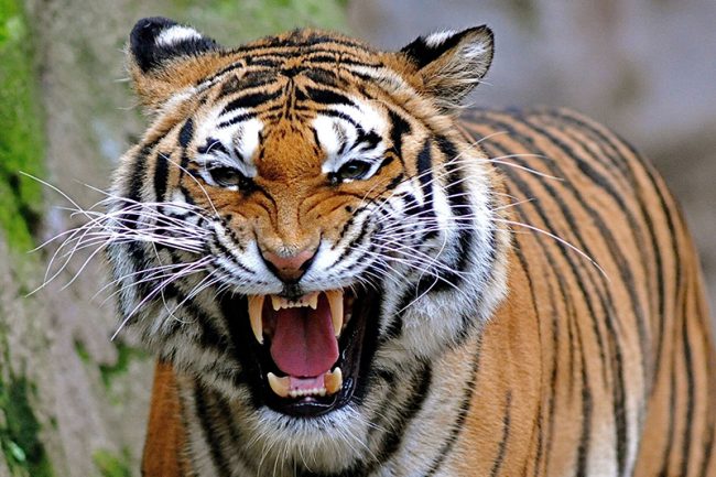 चितवन राष्ट्रिय निकुञ्जमा बाक्लै देखिन थाले बाघ