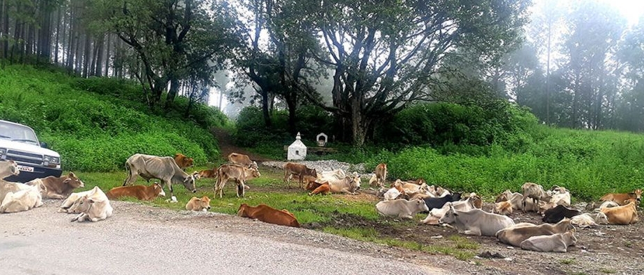 २३ गाई मृत भेटिए, भीरबाट खसालेर मारेकाे आशंका