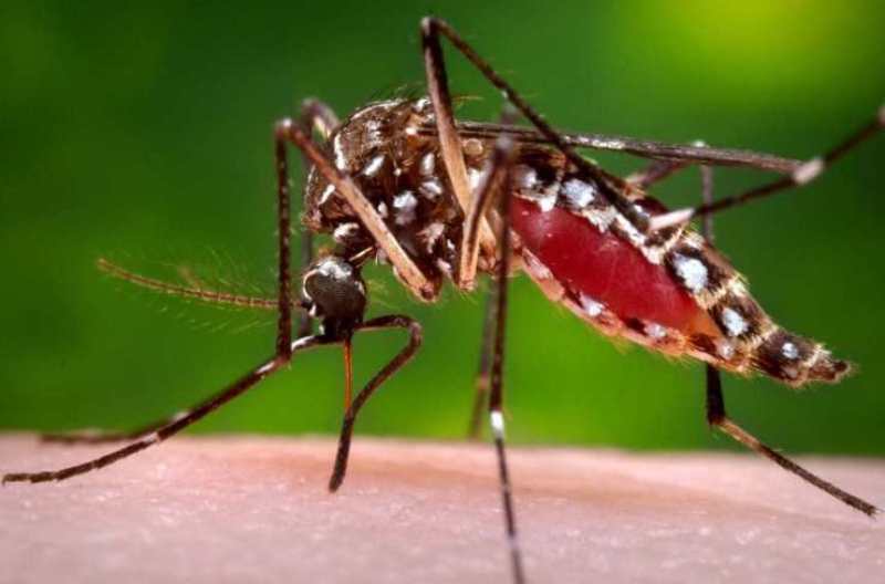 डेंगु रोगबारे पर्याप्त अनुसन्धान गरिरहेका छौं : स्वास्थ्य अनुसन्धान परिषद