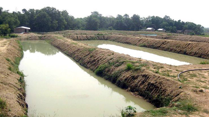 खोटाङको रतन्छामा घरैपिच्छे माछापोखरी