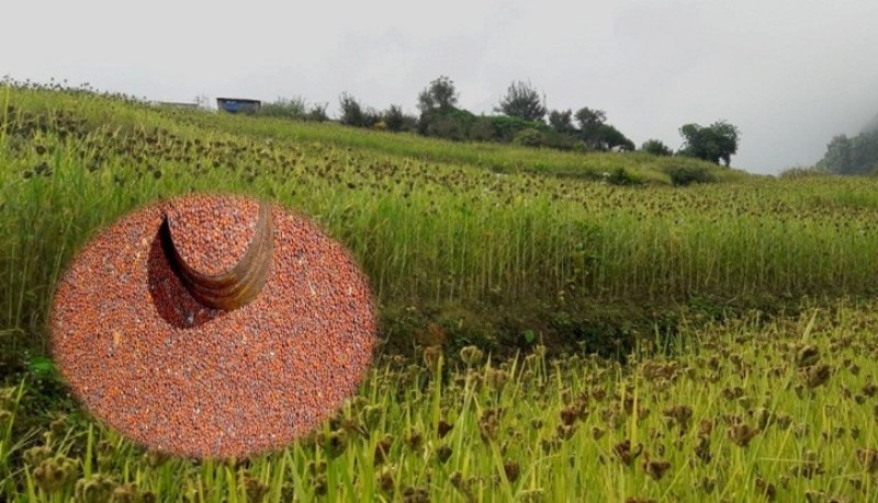 गाउँमा कोदोको बीउ पाउनै मुस्किल