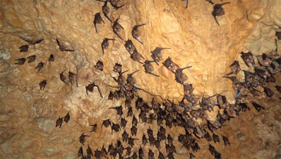 प्रविधिसँग जोडिँदै पोखराको महेन्द्र र चमेरे गुफा