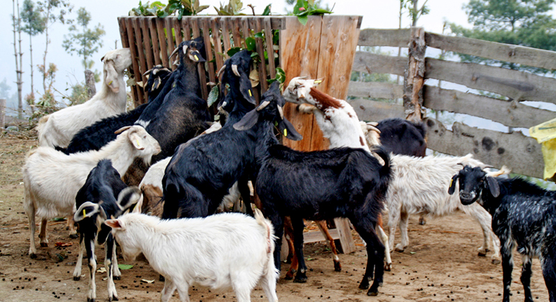 शिक्षणसँगै व्यावसायिक बाख्रापालन