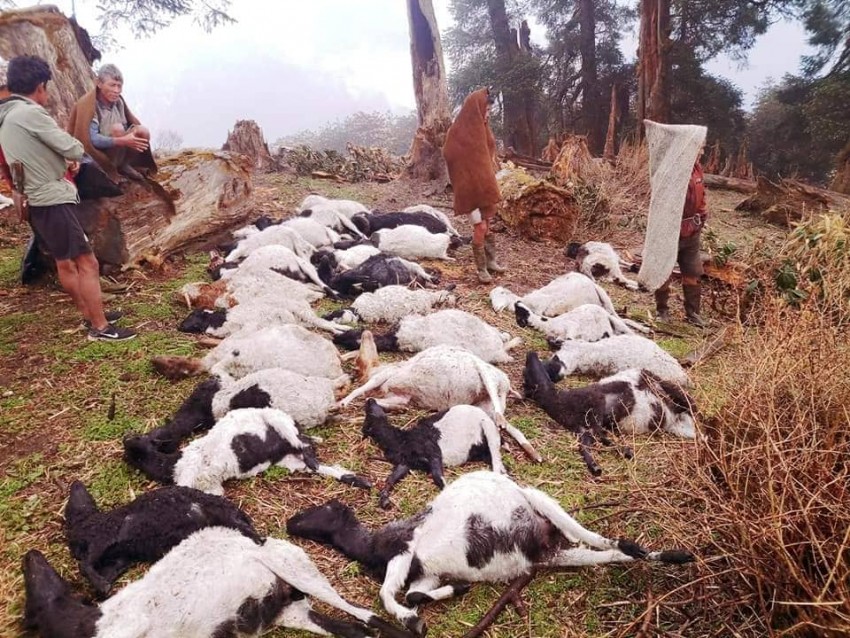 अज्ञात रोगले २० भेडा मरे