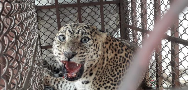 चितुवा गणनाका लागि क्यामरा जडान शुरु