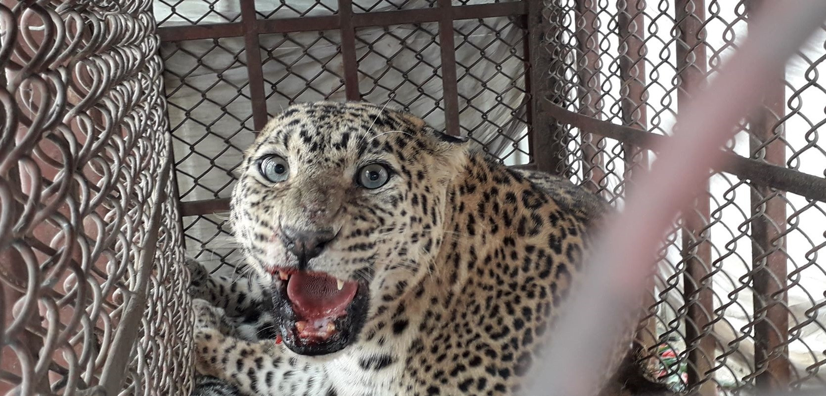 चितुवा गणनाका लागि क्यामरा जडान शुरु