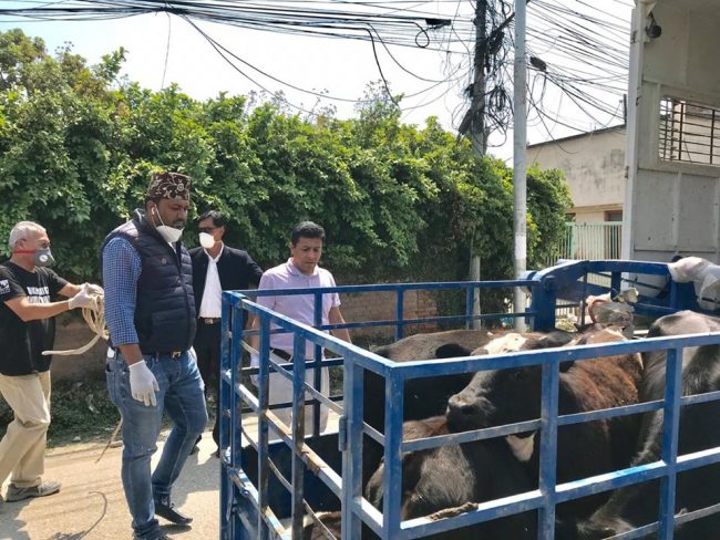 गाईबाच्छाको संरक्षण गरौँ …..