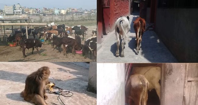 लकडाउनको मारमा पशुचौपाया