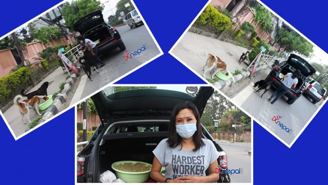 चिल्लो कारले भोक मेटाउँदै छ सडक पेटीका कुकुर र मन्दिरका बाँदरको