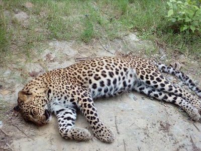 घाइते चितुवा मर्‍यो