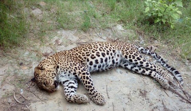 तनहुँमा एक वर्षमा ७ चितुवा मरे