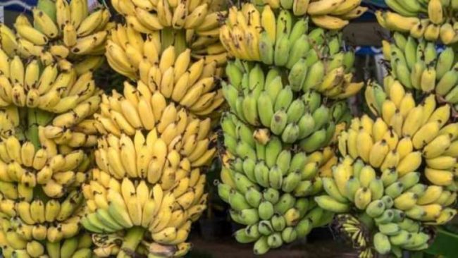 बिचौलियाको मारमा केरा किसान