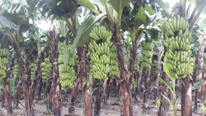 झापाली किसानको केरा खेतीमा बढ्दो आकर्षण