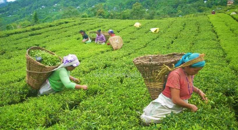 चियामा सरकारी लगानी नहुँदा किसान समस्यामा