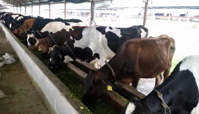 कोरोना प्रभाव : गाई बचाउनै मुस्किल