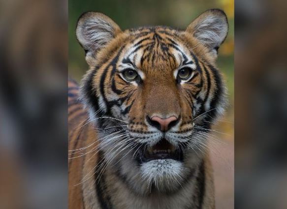 चिडियाखानाको बाघ कोरोना संक्रमित