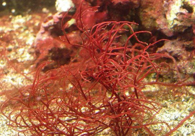 पानीमा उम्रिने रातो झ्याउले कोरोना फैलिनबाट रोक्ने, अनुसन्धानमा सकारात्मक खुलासा