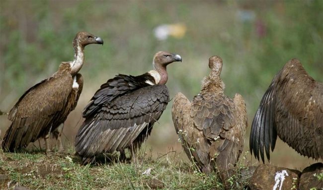 लोपोन्मुख गिद्धको सङ्ख्यामा वृद्धि हुँदै