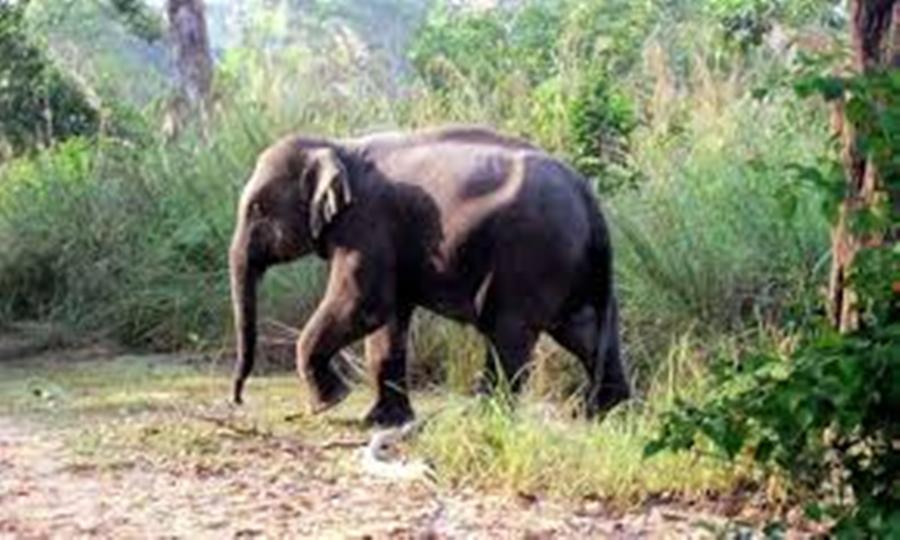 हात्तीको आक्रमणबाट युवकको मृत्यु