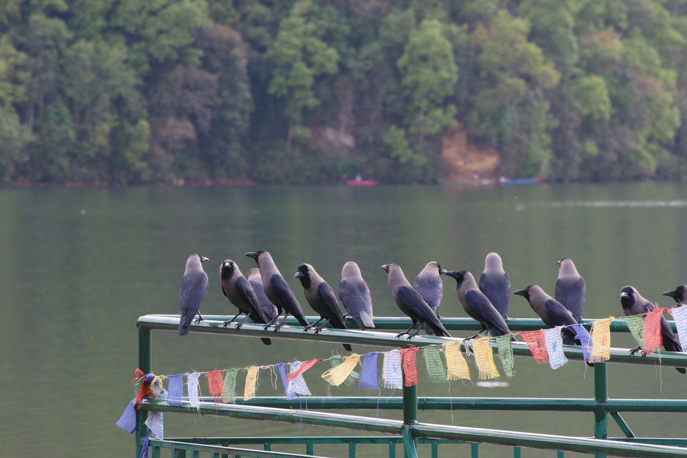 खानेकुराको खोजीमा काग