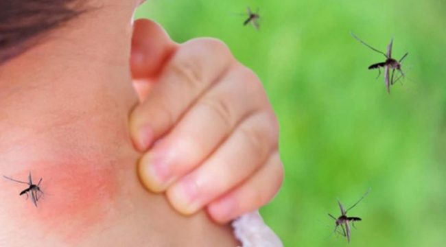 म्याग्दीमा एकैदिन २ जना डेङ्गुका बिरामी फेला