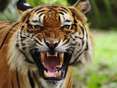 पाटेबाघको आक्रमणबाट एक सातामा तीन जनाको मृत्यु