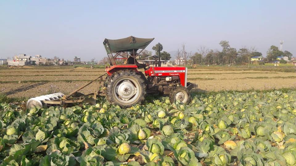 बजार नपाएपछि तरकारी बारीमै चल्यो ट्र्याक्टर