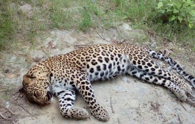 तनहुँमा मान्छेलाई आक्रमण गर्न आएको चितुवा मारियो