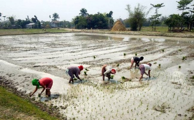 मनसुनी वर्षा भएसँगै धान रोपाइँको चटारोमा किसान