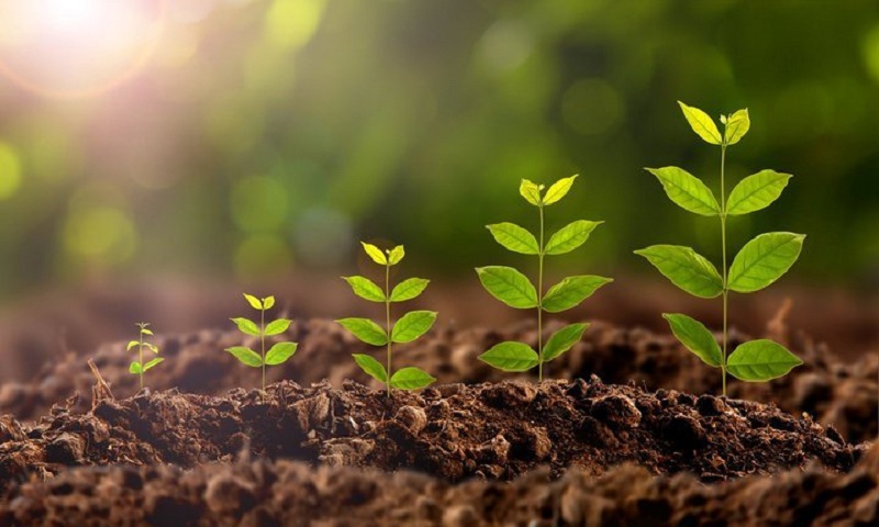 हरियाली बढाउन वृक्षरोपण गरिने