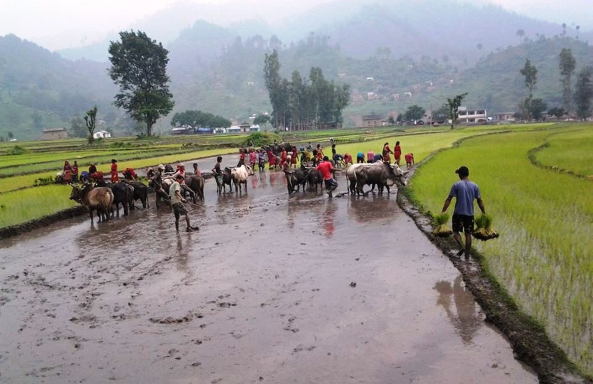 कोभिडका कारण साङ्केतिक रूपमा धान दिवस तथा रोपाइँ महोत्सव मनाइने