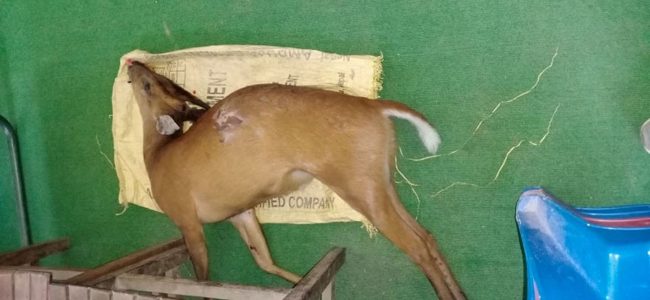 लकडाउनमा बढ्यो वन्यजन्तुको तस्करी