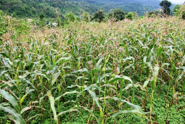 सलह नियन्त्रणलाई गण्डकीमा ‘र्‍यापिड रेस्पोन्स’ टोली