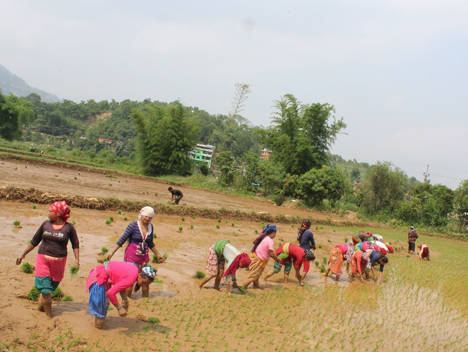 कर्णाली प्रदेशमा ४५ प्रतिशत धान रोपाइँ