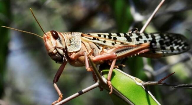 नेपालमा सलहको खतरा टर्‍यो