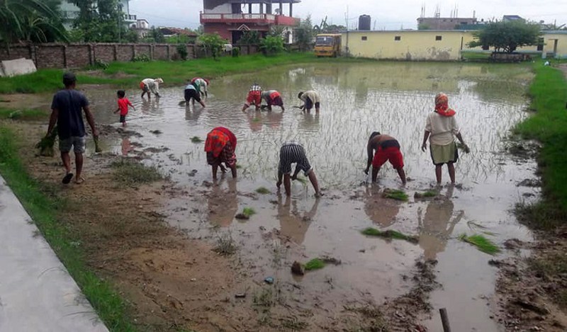 असारको १५ हुँदा पनि खुसी छैनन् किसान