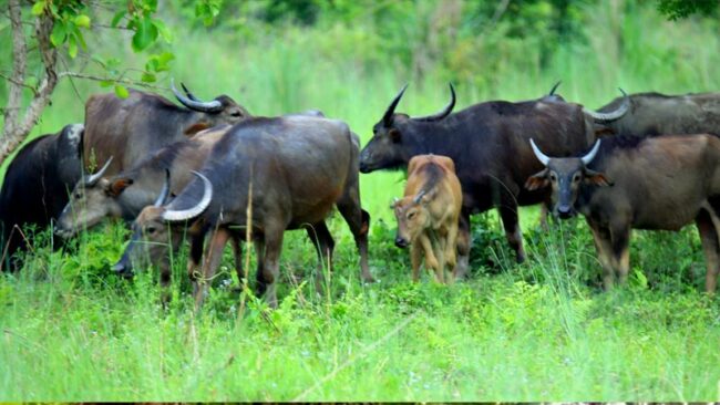 अर्ना: न फस्टायो, न मोटायो