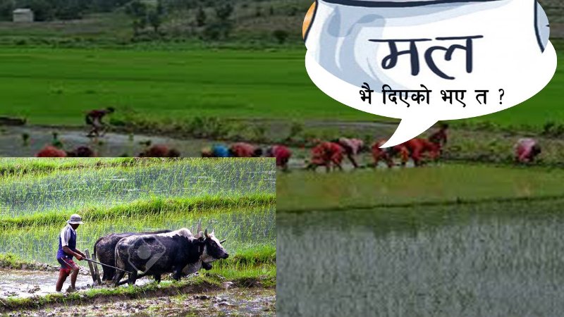 रोपाइँको चटारोमा किसान, यो वर्षपनि रासायनिक मलको अभाव