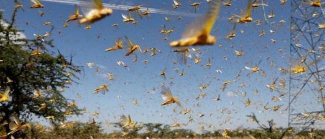 सलह किरा मार्नेलाई किलोको एक सय