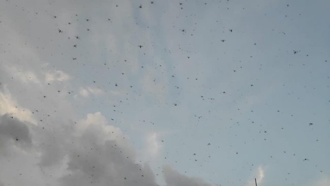 काठमाडौंको आकाशमा सलह किरा