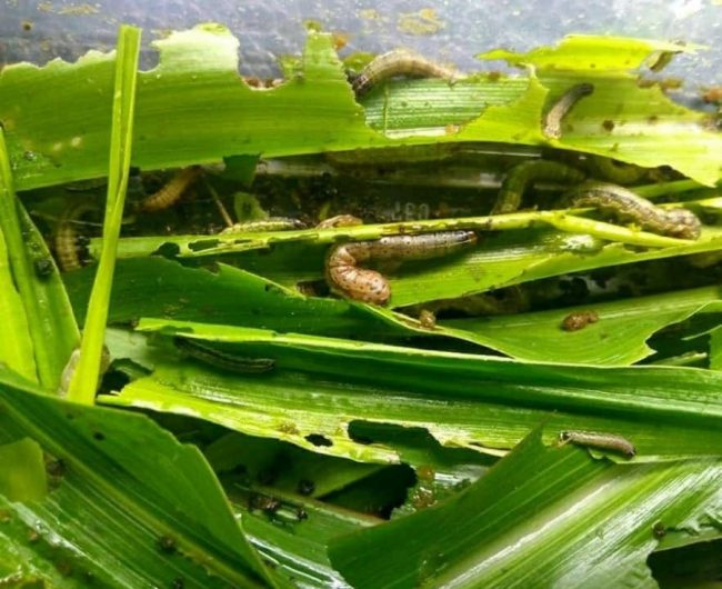 कालिकोटमा फौजी किराको आतङ्कः किसान चिन्तित