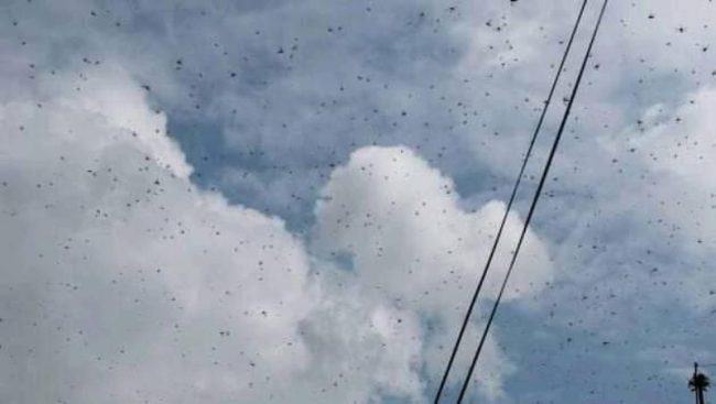 सलहको दुई झुण्ड दैलेखमा प्रवेश, किसान चिन्तित