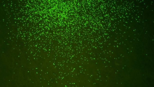 समुद्रको पीँधमा भेटिएका करोडौँ वर्ष पुराना सूक्ष्मजीव प्रयोगशालामा बिउँतिए