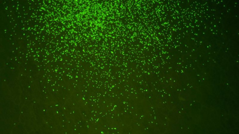 समुद्रको पीँधमा भेटिएका करोडौँ वर्ष पुराना सूक्ष्मजीव प्रयोगशालामा बिउँतिए