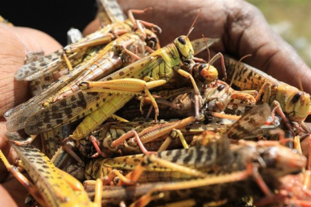 सलह किन्न पाँच लाख बजेट विनियोजन