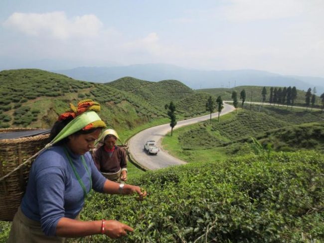 बन्दाबन्दीले चिया क्षेत्रमा लाखौँ घाटा, न श्रमिकलाई तलब, न त चिया बिक्री