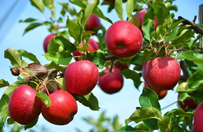 सांसद विकास कोषबाट ‘नमूना स्याउ बगैँचा’