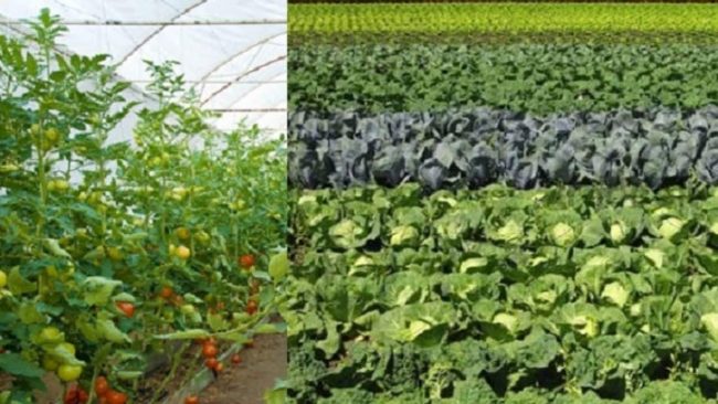 मेलम्चीको अभियान ‘म खान्छु मैले उत्पादन गरेको तरकारी र खाद्यान्न’