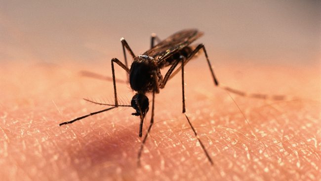 के कोरोनाभाइरस लामखुट्टेबाट सर्छ?