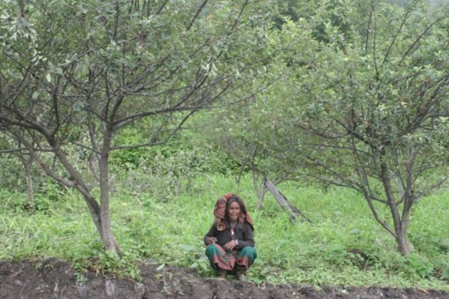 सडक बिस्तारले हजारौं स्याउका रुख–बिरुवा नष्ट